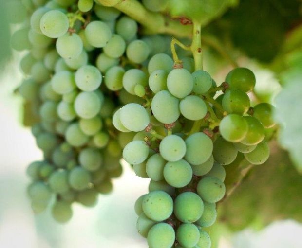 Viognier IGP Pays d'Oc, Château Saint-Bénézet