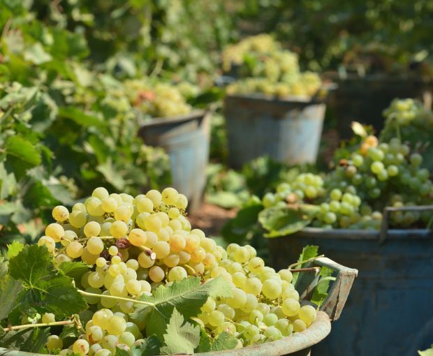 Grillo DOC Sicilia Lustru, Sibiliana Vini