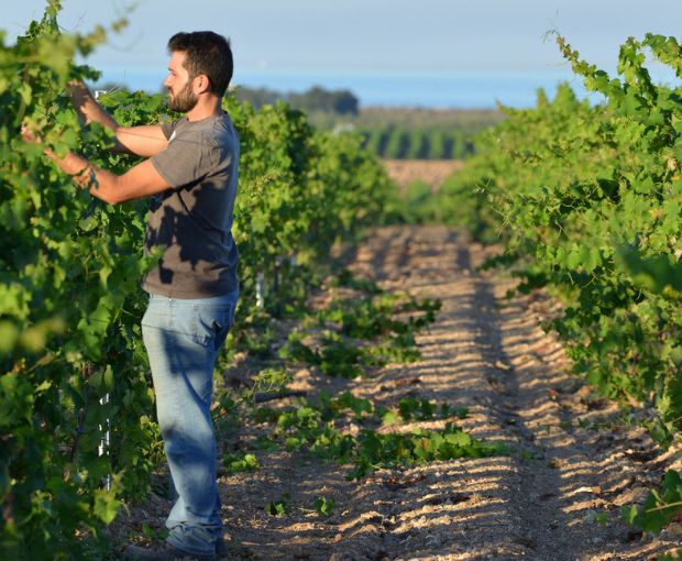 Nero d'Avola DOC Sicilia Lustru, Sibiliana Vini