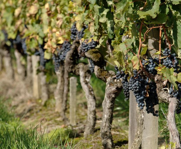 HALF Saint Emilion Grand Cru AOC, Château Haut-Rocher