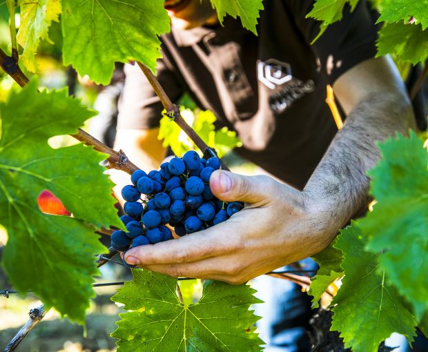 Chianti DOCG Maiano, Tenuta Maiano
