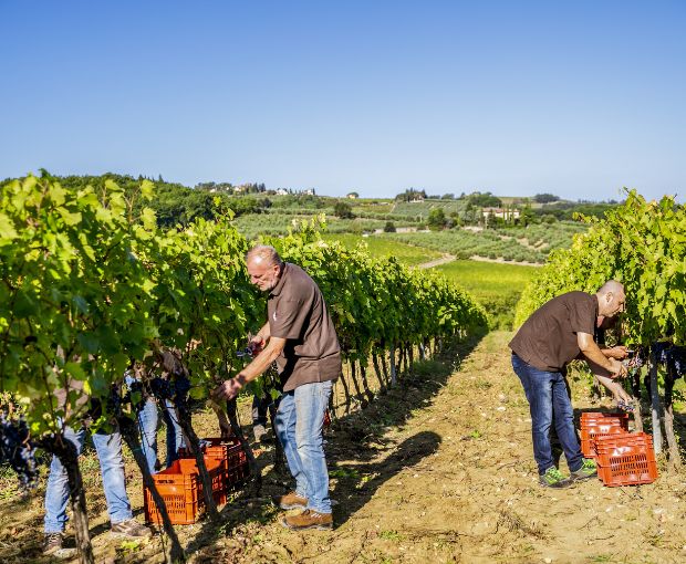 Poggio Al Sondolo IGT, Tenuta Maiano