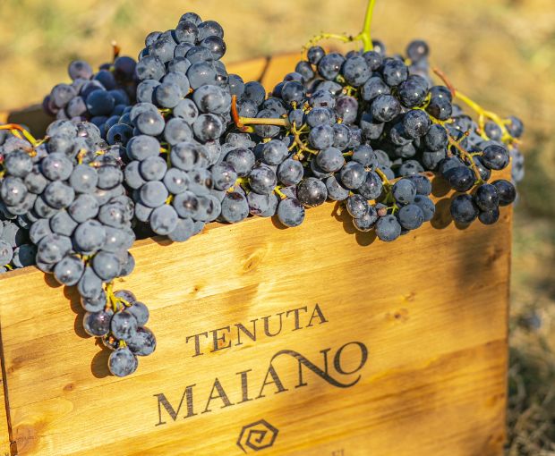 Chianti DOCG Maiano, Tenuta Maiano