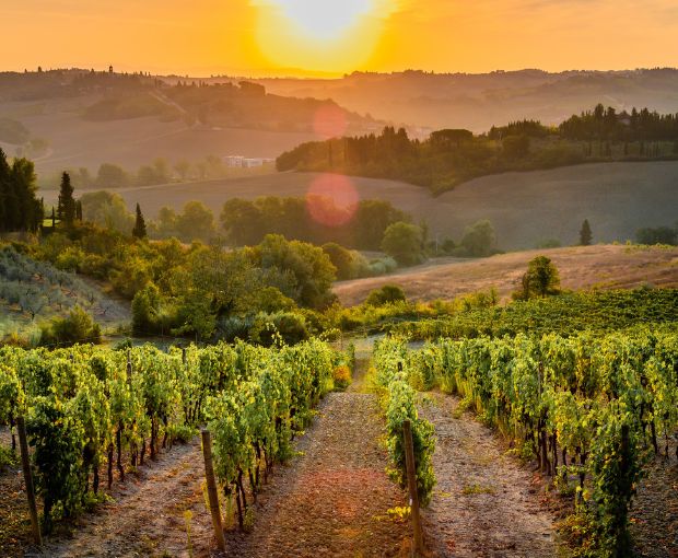 Maiano Brut Spumante, Tenuta Maiano