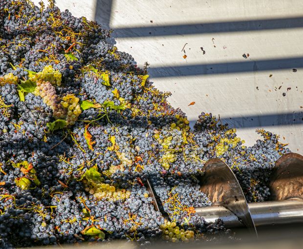 Chianti DOCG Maiano, Tenuta Maiano
