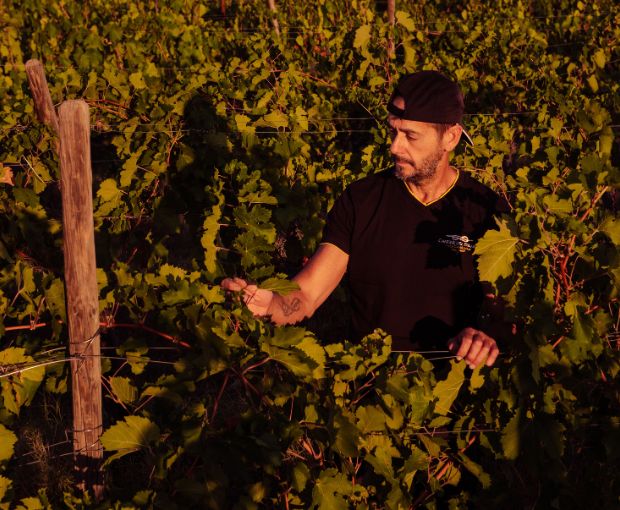 Pecorino Terre di Chieti IGP Le Coste, Tenute del Pojo