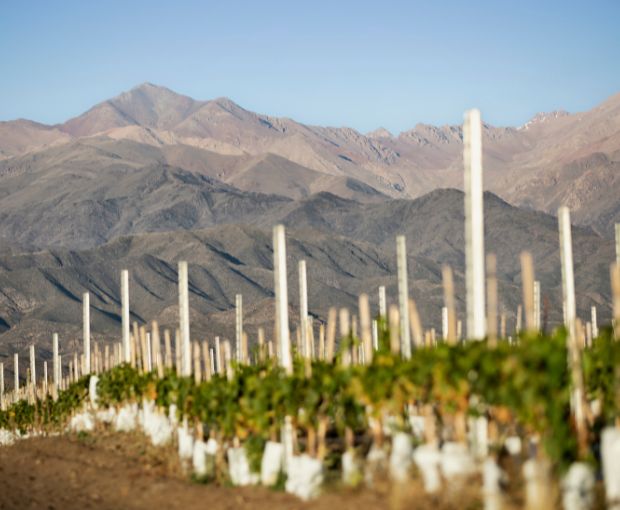 Grand Malbec 2021, Terrazas de los Andes