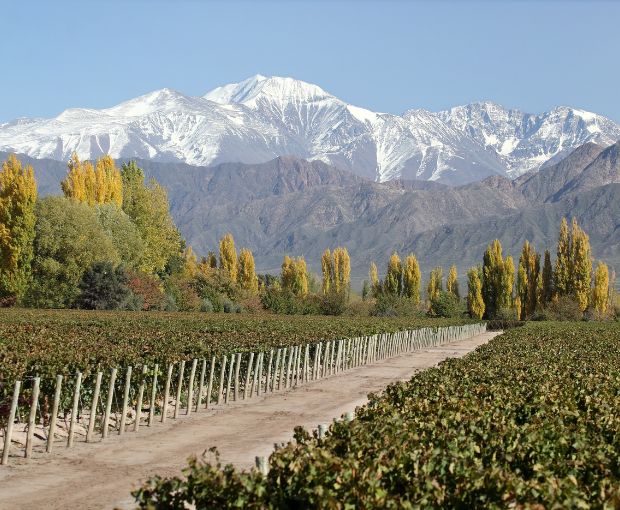 Malbec Organic, Terrazas de los Andes