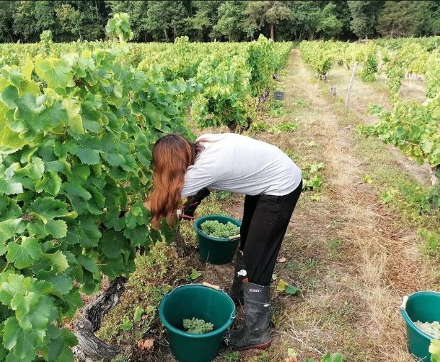 Les Semis-Lions VdF 2021, Château Terre-Fauve
