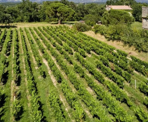 Byakko L'Hiver Fauve VdF, Château Terre-Fauve