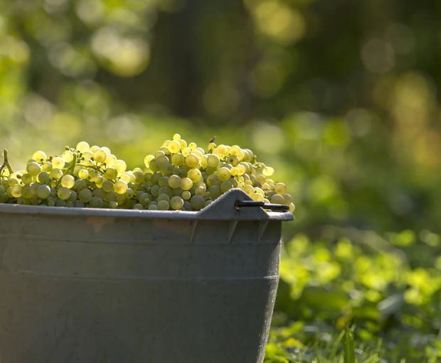 Byakko L'Hiver Fauve VdF, Château Terre-Fauve