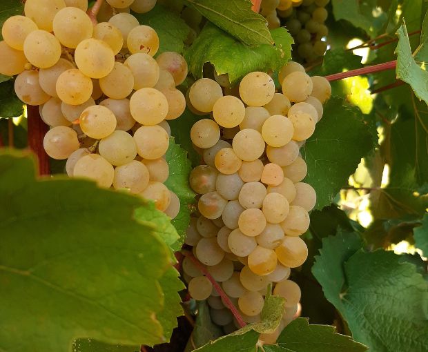 Bourgogne Chardonnay AOC, Vignerons des Grandes Vignes