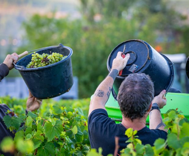 Bourgogne Chardonnay AOC, Vignerons des Grandes Vignes