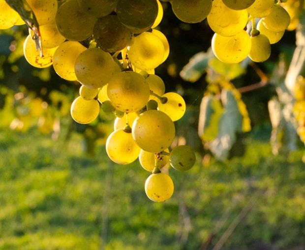 Icone Extra Dry, Terre Di Rai