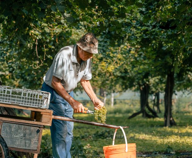 Icone Extra Dry, Terre Di Rai