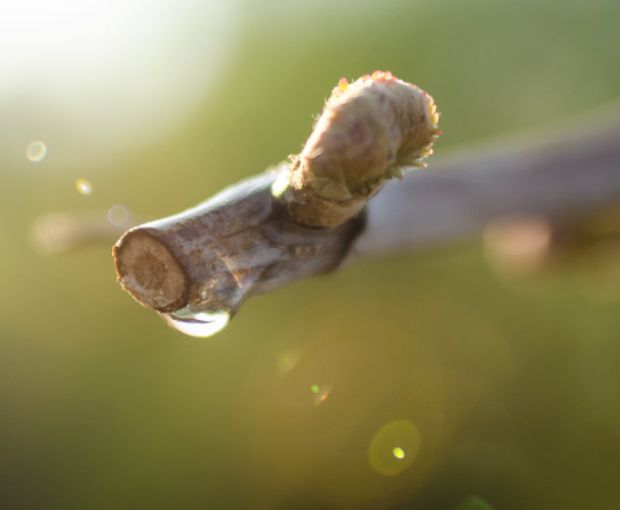 Icone Extra Dry, Terre Di Rai