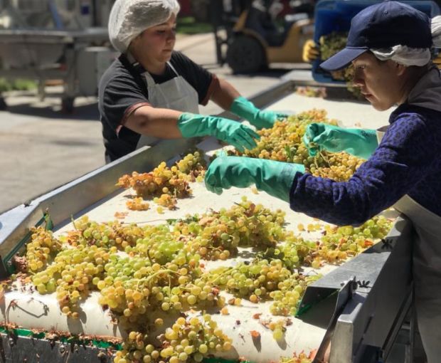 Torrontes, Fabre Montmayou