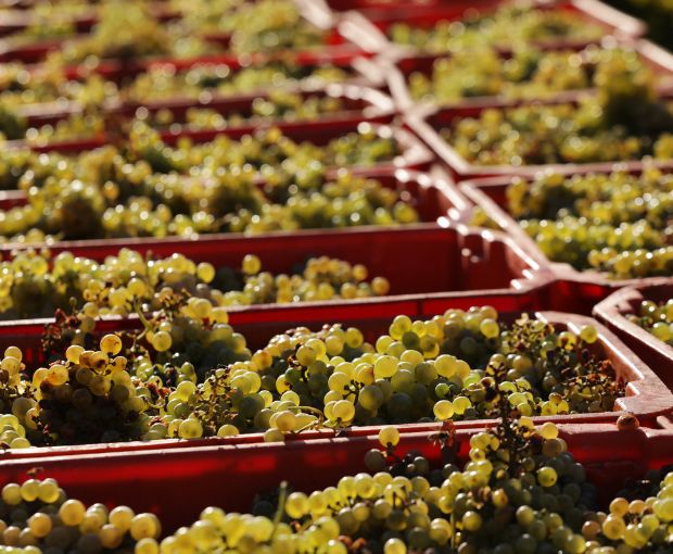 Torrontes, Fabre Montmayou