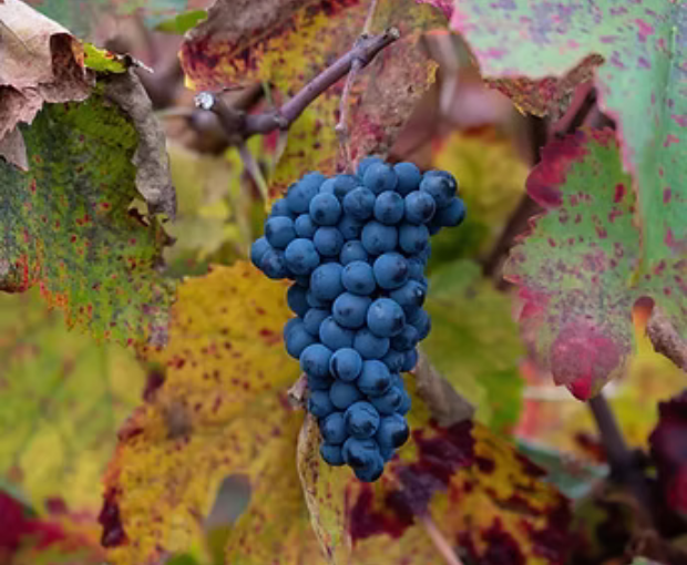 Herdade do Portocarro Tinto