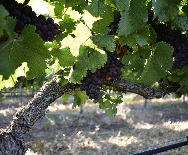 Pinotage, Truter Family Wines