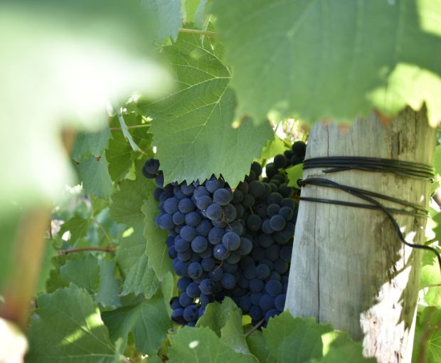 Cabernet Sauvignon Coteaux de Montagne, The Wine Gallery