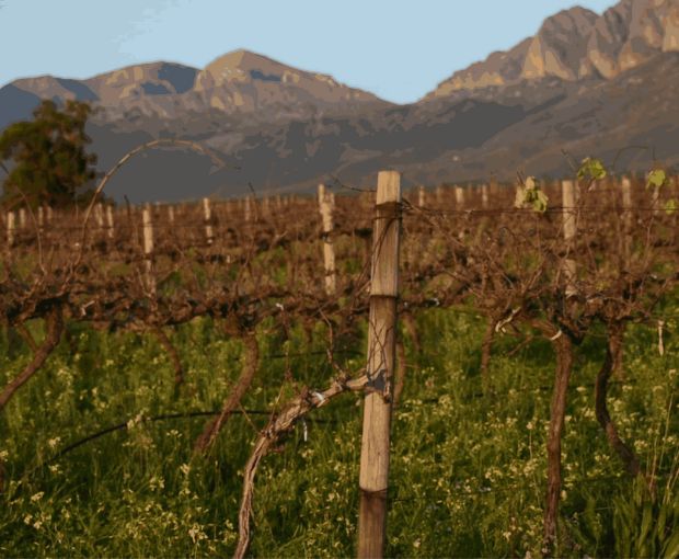 Chenin Blanc, Truter Family Wines