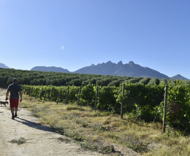 Chenin Blanc, Truter Family Wines