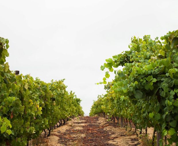 Chenin Blanc, Truter Family Wines