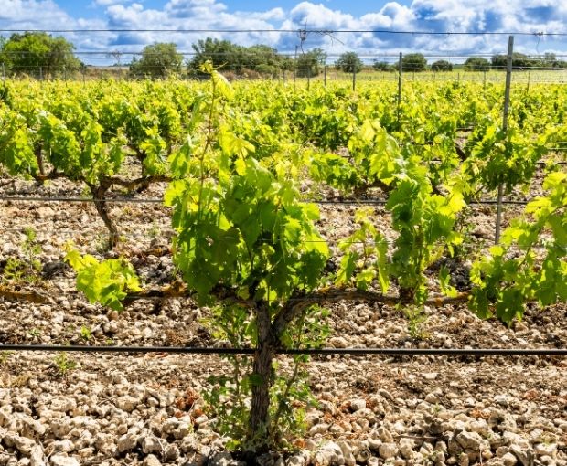 Valdelobas D.O. Ribera del Duero 2021, Valtravieso