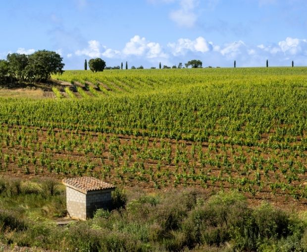 Crianza D.O. Ribera del Duero, Valtravieso
