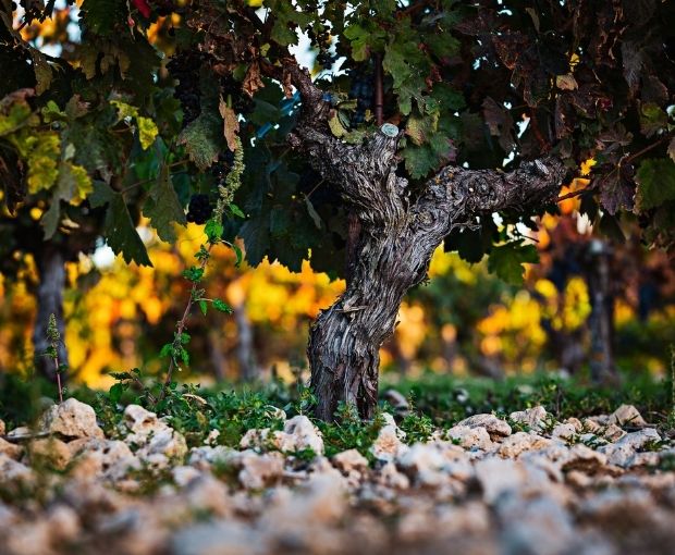 Gran Valtravieso D.O. Ribera del Duero 2020, Valtravieso