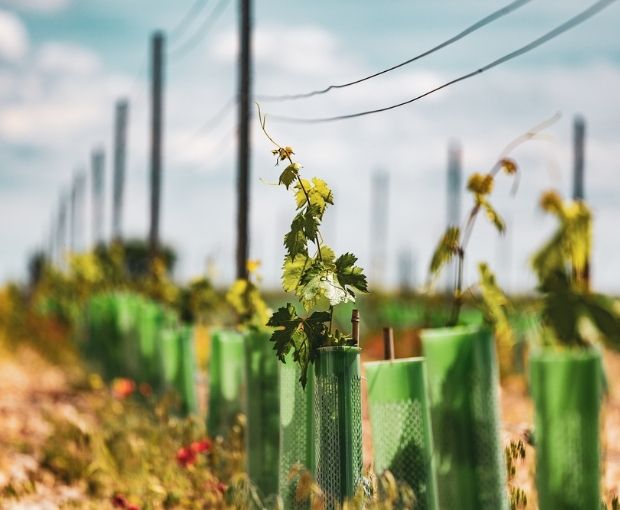 Crianza D.O. Ribera del Duero, Valtravieso