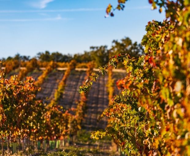 Vino de Finca D.O. Ribera del Duero, Valtravieso