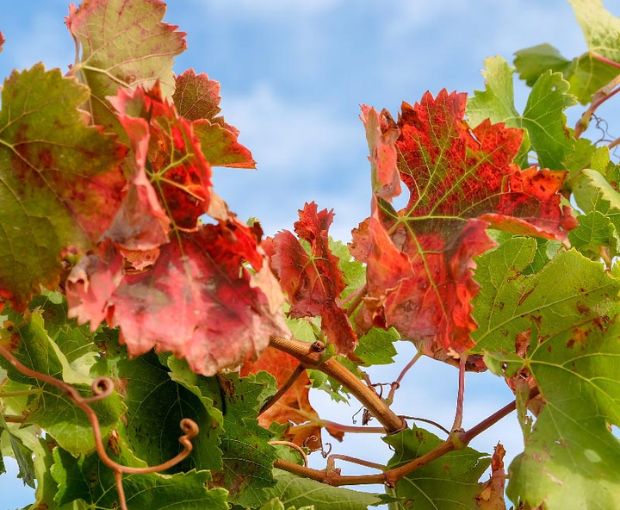Nuestra Señora de Ujue White DO Navarra, Vega del Castillo