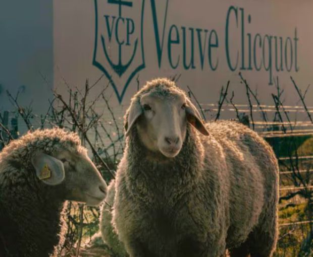 Champagne Veuve Clicquot Yellow Label Brut