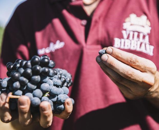 Montereggi IGT Toscana 2018, Villa Bibbiani