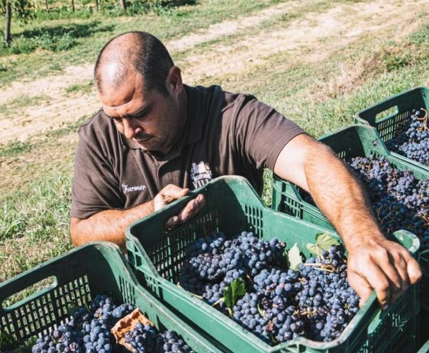 Pulignano IGT Toscana 2018, Villa Bibbiani