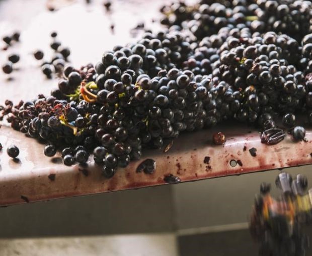 Pulignano IGT Toscana 2018, Villa Bibbiani