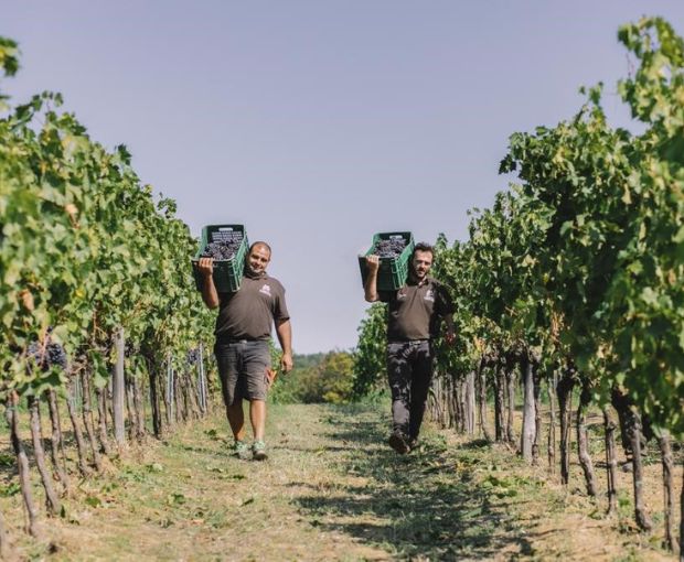 Chianti Montalbano DOCG 2020, Villa Bibbiani