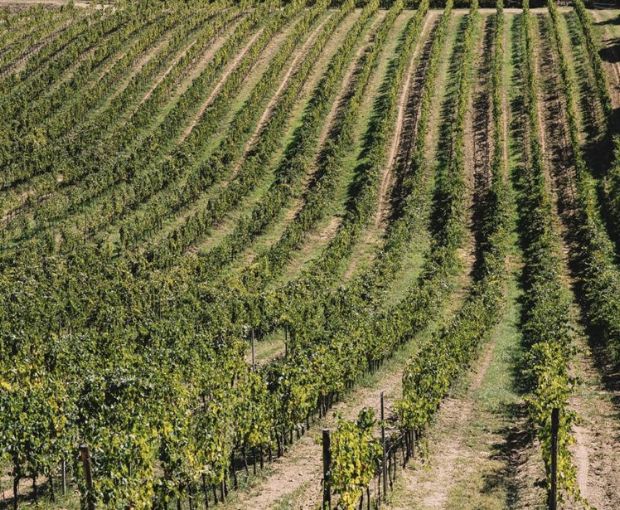 Chianti Montalbano DOCG 2020, Villa Bibbiani