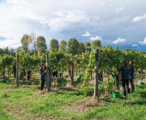 Friulano DOC Friuli, Villa Vitas