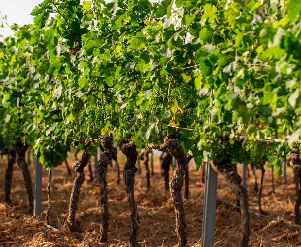 Saint Laurand Collection Privée VdF Blanc, Les Celliers de Corneille