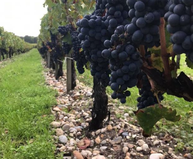 Margaux Cuvée Nicolas AOC 2019, Château Tayac