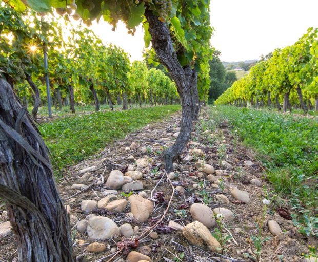 Tursan AOC Blanc , La Cave des Vignerons Landais