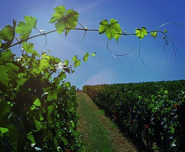 Gavi San Pietro DOCG, Tenuta San Pietro