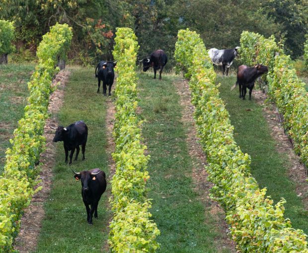 Baroque Terroirs & Cepages d'Exception, La Cave des Vignerons Landais