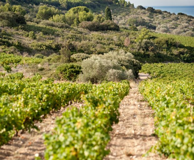Cépage Muscat Sec VdP d'Oc Terres Blanches, Cave des Vignerons de Frontignan