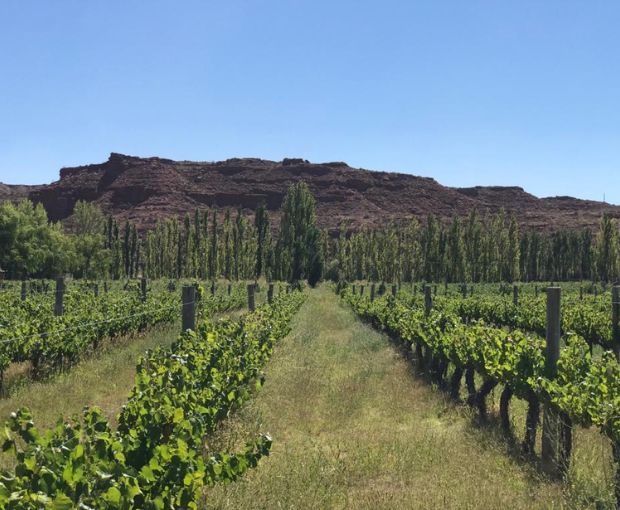 Syrah Barrel Selection Patagonia 2019, Fabre Montmayou