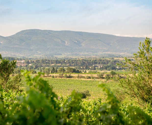 Saint Laurand Collection Privée VdF Rosé, Les Celliers de Corneille