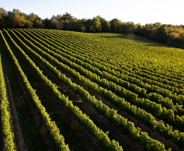 Baroque Terroirs & Cepages d'Exception, La Cave des Vignerons Landais